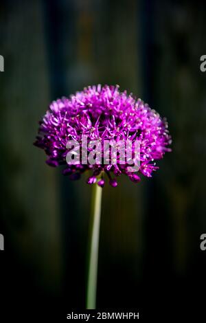 Allium hollandicum Purple Sensation Gartenpflanze manchmal als persische Zwiebel oder holländischen Knoblauch Foto von Simon Dack bekannt Stockfoto