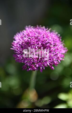 Allium hollandicum Purple Sensation Gartenpflanze manchmal als persische Zwiebel oder holländischen Knoblauch Foto von Simon Dack bekannt Stockfoto