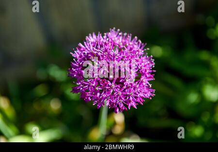 Allium hollandicum Purple Sensation Gartenpflanze manchmal als persische Zwiebel oder holländischen Knoblauch Foto von Simon Dack bekannt Stockfoto