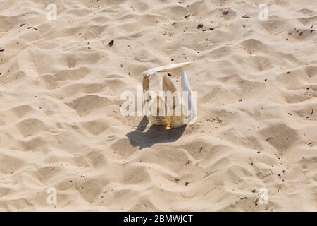 Sepia officinalis, die innere Schale des gemeinsamen Tintenfischs, am Strand von Bournemouth, Dorset UK im Mai Stockfoto