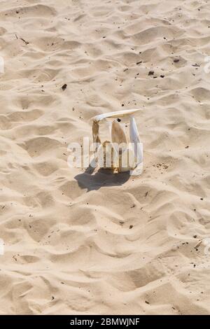 Sepia officinalis, die innere Schale des gemeinsamen Tintenfischs, am Strand von Bournemouth, Dorset UK im Mai Stockfoto