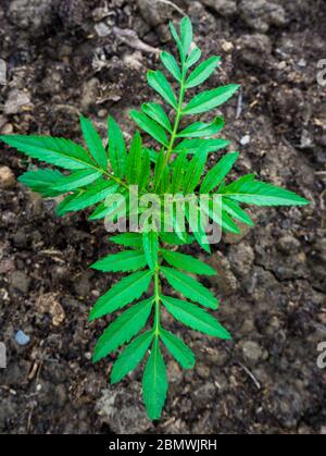 Eine Nahaufnahme der Tegetes Blumenpflanze, die allgemein als Ringelblume bekannt ist. Stockfoto