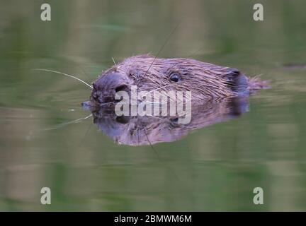 Drahendorf, Deutschland. Mai 2020. Ein europäischer Biber (Castor Fiber) schwimmt in der Drahendorfer Spree, einem Abschnitt der rund 400 Kilometer langen Spree. Der europäische Biber (Rizinusfaser) ist das größte Nagetier in Europa. Ein ausgewachsenes Tier kann bis zu 1.30 Meter lang werden. Die "Kelle", der flache Schwanz des Bibers, macht etwa 30 Zentimeter dieser Länge aus. Quelle: Patrick Pleul/dpa-Zentralbild/ZB/dpa/Alamy Live News Stockfoto