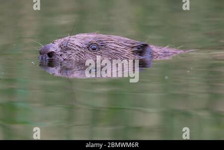 Drahendorf, Deutschland. Mai 2020. Ein europäischer Biber (Castor Fiber) schwimmt in der Drahendorfer Spree, einem Abschnitt der rund 400 Kilometer langen Spree. Der europäische Biber (Rizinusfaser) ist das größte Nagetier in Europa. Ein ausgewachsenes Tier kann bis zu 1.30 Meter lang werden. Die "Kelle", der flache Schwanz des Bibers, macht etwa 30 Zentimeter dieser Länge aus. Quelle: Patrick Pleul/dpa-Zentralbild/ZB/dpa/Alamy Live News Stockfoto