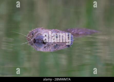 Drahendorf, Deutschland. Mai 2020. Ein europäischer Biber (Castor Fiber) schwimmt in der Drahendorfer Spree, einem Abschnitt der rund 400 Kilometer langen Spree. Der europäische Biber (Rizinusfaser) ist das größte Nagetier in Europa. Ein ausgewachsenes Tier kann bis zu 1.30 Meter lang werden. Die "Kelle", der flache Schwanz des Bibers, macht etwa 30 Zentimeter dieser Länge aus. Quelle: Patrick Pleul/dpa-Zentralbild/ZB/dpa/Alamy Live News Stockfoto