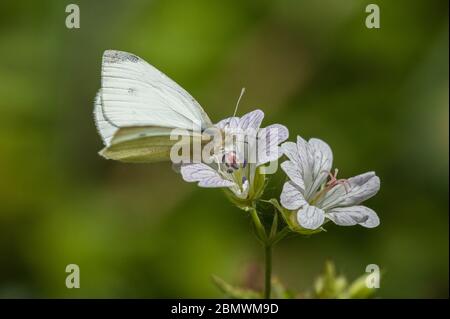 Kleiner weißer Schmetterling, der sich auf der breitblättrigen Kranichschnabel-Blume ernährt Stockfoto