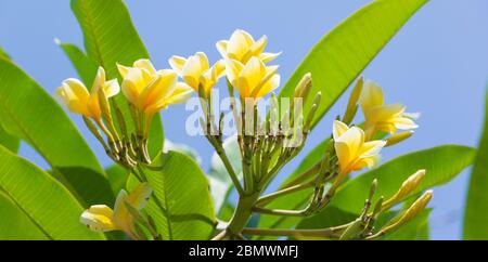 Weiße und gelbe Frangipani-Blüten oder tropische Blüte mit Blättern im Hintergrund. Nahaufnahme blühender Frangipani-Blüten. Ein Bündel weißer Blumen Stockfoto