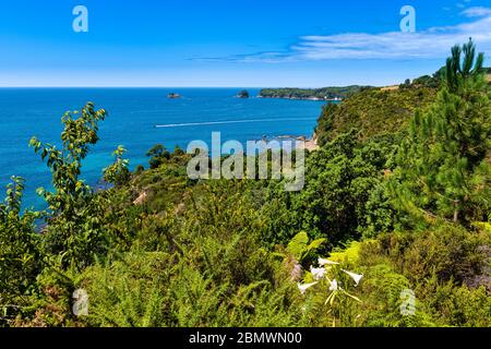 Blick auf Gemstone Bay während eines Spaziergängen zur Cathedral Cove in Neuseeland Stockfoto