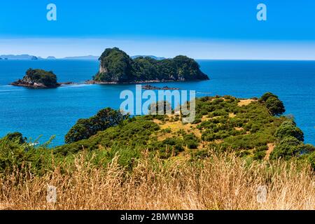 Blick auf Gemstone Bay während eines Spaziergängen zur Cathedral Cove in Neuseeland Stockfoto