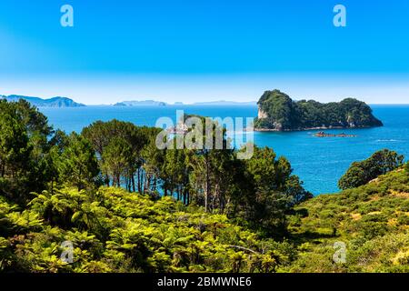 Blick auf Gemstone Bay während eines Spaziergängen zur Cathedral Cove in Neuseeland Stockfoto