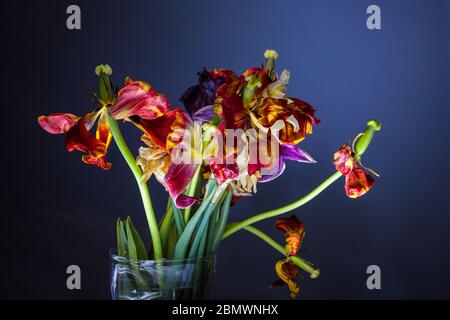 Trockenes Bouquet von Tulpen auf blauem Hintergrund. Stockfoto