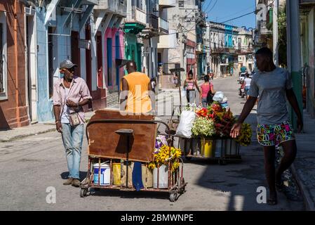 Blumen in einer Straße, , Havana Centro Bezirk, Havanna, Kuba Stockfoto