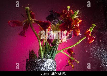 Getrocknete Tulpen durch das Glas in Tropfen, roter Hintergrund, das Konzept der Schönheit in allem. Stockfoto