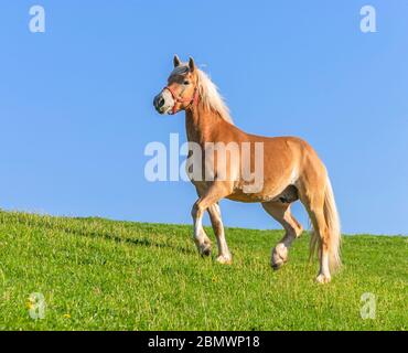 Haflinger Pony im Trab auf einem grünen Feld. Bayern, Deutschland Stockfoto