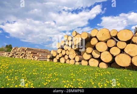 Riesiger Haufen Holzstämme mit Blumenwiese und blauem Himmel. Konzept für nachwachsende Rohstoffe und Energie. Bayern, Deutschland Stockfoto