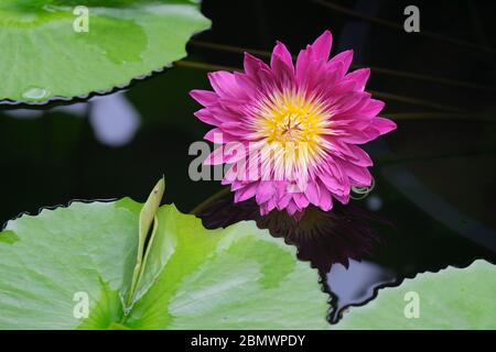 Einzelne Blüte der Bullauge tropische Wasserlilie, Nymphaea ‘Bullauge, Bullauge Wasserlilie Stockfoto