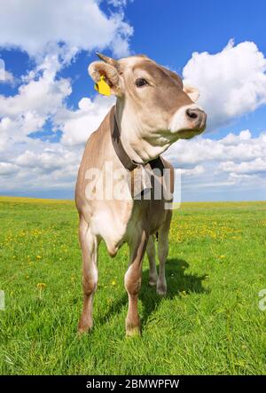 Braune junge Kuh mit Kuhglocke auf einem grünen Feld an einem sonnigen Tag, der Kamera anschaut. Allgäu, Bayern, Deutschland Stockfoto