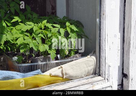Sämlinge von Tomaten in Tabletts zu Hause auf der Fensterbank aus dem Fenster. Nahaufnahme. Stockfoto