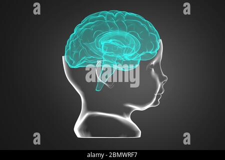 Modell des Kopfes und des Gehirns des Kindes. Konzeptionelle 3d-Illustration, die in vielen Bereichen der Wissenschaft und Medizin eingesetzt werden kann Stockfoto