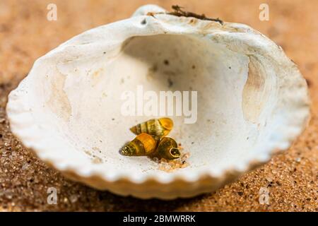 Drei kleine Muscheln von europäischen Stränden, die in einer großen Muschel auf Sand ruht. Stockfoto