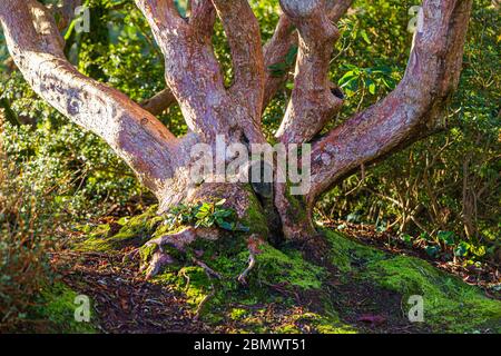 Farbaufnahme des unteren Stammes eines Erdbeerbaums (Arbutus unedo) mit seiner ausgeprägten rötlichen Rinde. Stockfoto