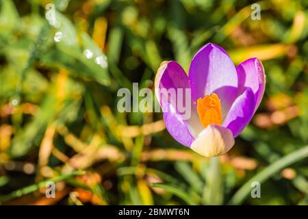 Makrofoto der einzelnen Crocus-Blüte Stockfoto