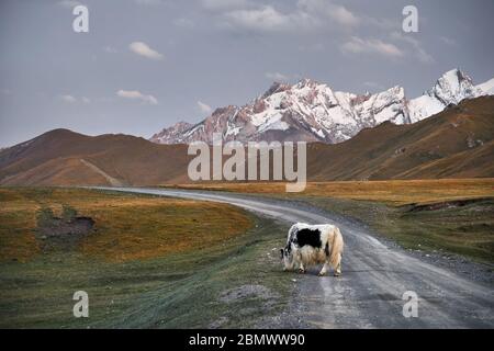 Weiße Yak mit Überqueren der Straße im Tal in Kirgisistan und Zentralasien Stockfoto