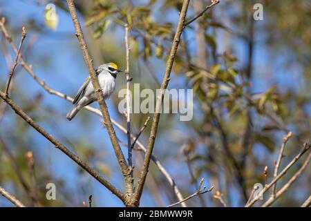 Goldflügelwaldsänger - Vermivora chrysoptera Stockfoto