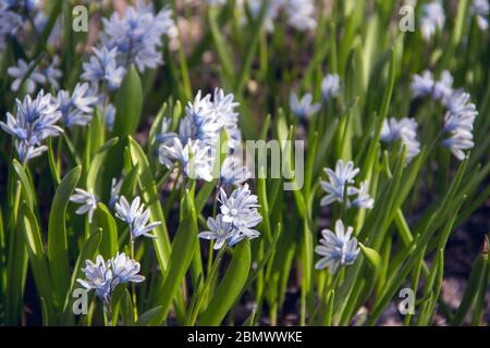 Ein Klumpen Schneeglöckchen. Der erste Frühling blüht. Stockfoto