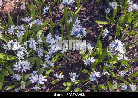 Ein Klumpen Schneeglöckchen. Der erste Frühling blüht. Stockfoto