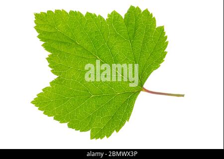 Ein Blatt Johannisbeer auf weißem Hintergrund isoliert Stockfoto