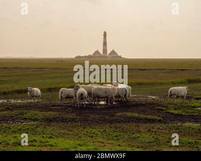 Schafe, Salzwiesen bei Westerhever, Leuchtturm Westerheversand, Nationalpark Wattenmeer, UNESCO Weltnaturerbe, Schleswig-Holstein, Deutschland Stockfoto