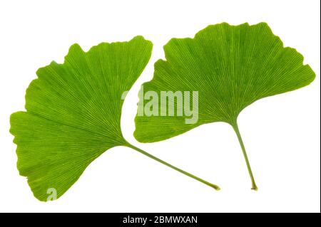 Einzelne Blätter des Ginkgo Baumes isoliert auf weißem Hintergrund Stockfoto