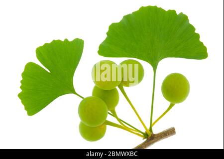 Einzelne Zweige mit Blättern von Ginkgo Baum mit Früchten auf weißem Hintergrund Stockfoto