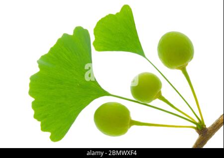 Einzelne Zweige mit Blättern von Ginkgo Baum mit Früchten auf weißem Hintergrund Stockfoto