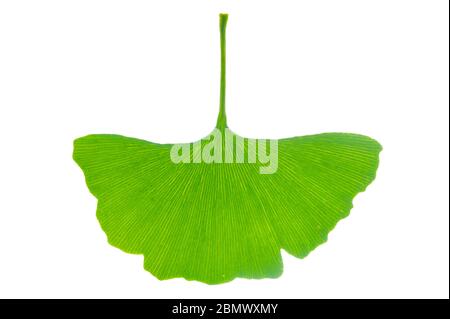 Einzelne Blätter des Ginkgo Baumes isoliert auf weißem Hintergrund Stockfoto