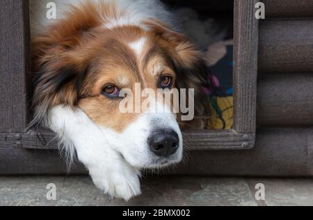 Griechischer Schäferhund, der im hundehaus ruht. Haustiere Haustiere Nahaufnahme Ansicht Stockfoto