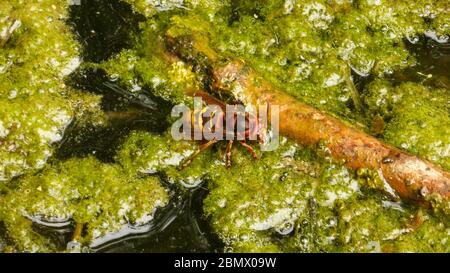 Europena Hornet trinkt Wasser auf einem Teich Stockfoto