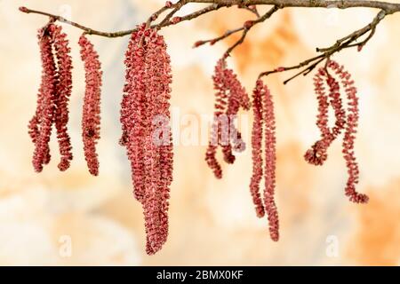 Blühende haselnuss Bush mit Pollen Stockfoto