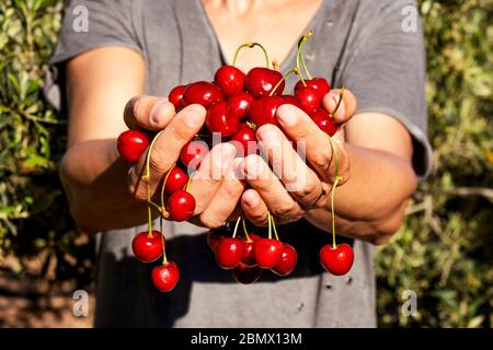 Nahaufnahme eines jungen kaukasischen Mann im Freien mit einer Handvoll von reifen Kirschen in seinen Händen, frisch gesammelten auf organischer Orchard Stockfoto