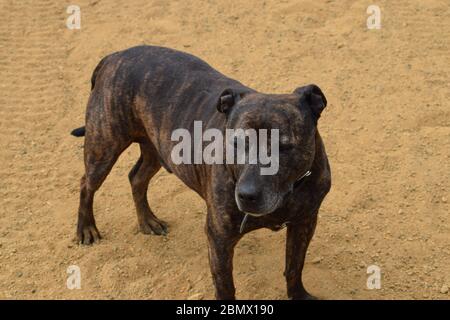 Traurig aussehende Staffordshire Bull Terrier auf einem Dirt Road stehen Stockfoto