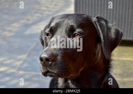 Ein Jahr Alt Schwarz Labrador Retriever Dog Stockfoto