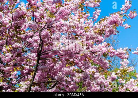 Kirschblüte, eine Blume vieler Bäume der Gattung Prunus, blühend mit rosa Blume gegen blauen Himmel in Hamburg, Deutschland. Stockfoto