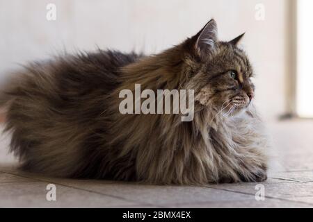 Langhaarige Katze liegt in entspannen in einem Garten, sibirische Rasse braun gestromt Version Stockfoto