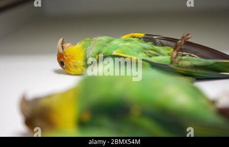 Zwei Exemplare des ausgestorbenen Carolina-Sittichs (Conuropsis carolinensis) liegen in einer Schublade in den Sammlungen von Cornells Labor für Ornithologie. Stockfoto