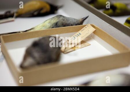 In einer Schublade der Sammlung des Cornell Lab of Ornithology lagen die mit alten Museumsetiketten beschrifteten Exemplare von Zaunkönchen der Familie Xenicidae Stockfoto