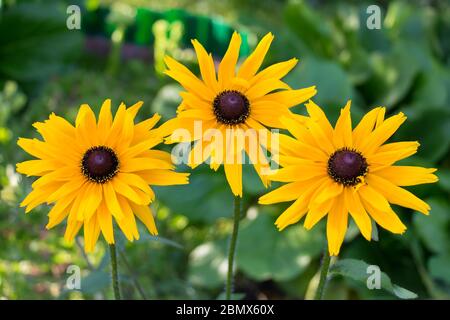 Gelbe Blumen von rudbeckia im Garten. Stockfoto