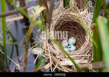 Ein Nest der Rotflügelamsel (Agelaius phoeniceus) liegt zwischen Schilf in einem Sumpf in den Catskills, NY, USA Stockfoto