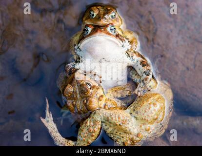 Eine amerikanische Kröte (Bufo americanus) wird von drei männlichen Krötenverrätern befallen, die ihre Eier in einem Fluss in den Catskills, New York, USA, düngen wollen Stockfoto