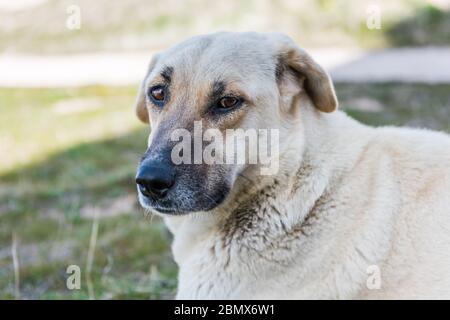 Der Kangal Schäferhund auf Grasland in Goreme Stadt, Kappadokien, eine Rasse von großen Viehhüter Hund in Sivas, Türkei Stockfoto